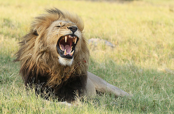 Duba Plains