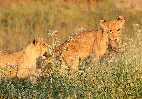 Duba Plains