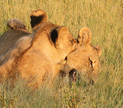 Duba Plains