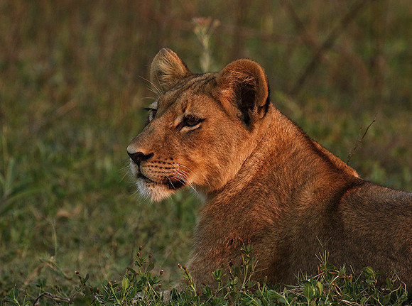 Duba Plains