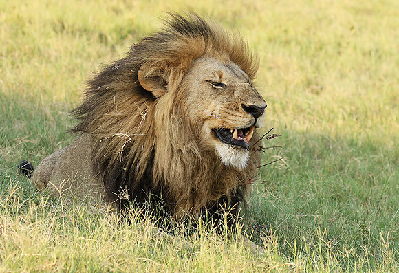 Duba Plains