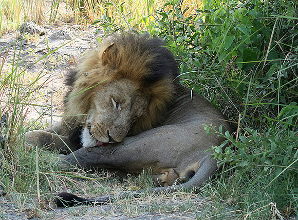 Duba Plains