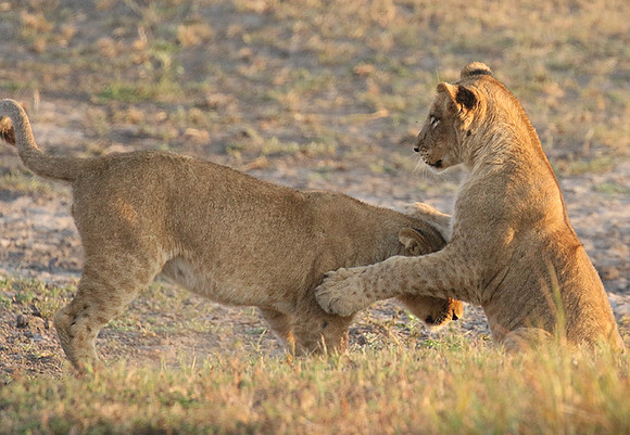 Duba Plains