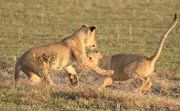 Duba Plains