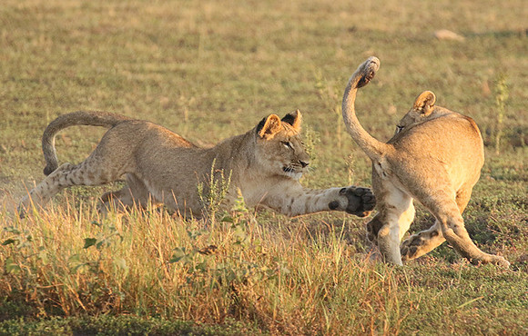 Duba Plains