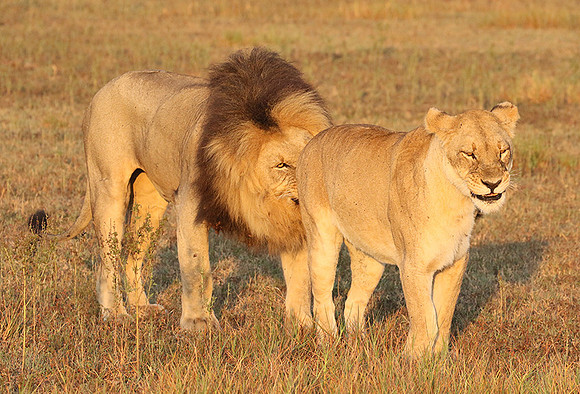 Duba Plains