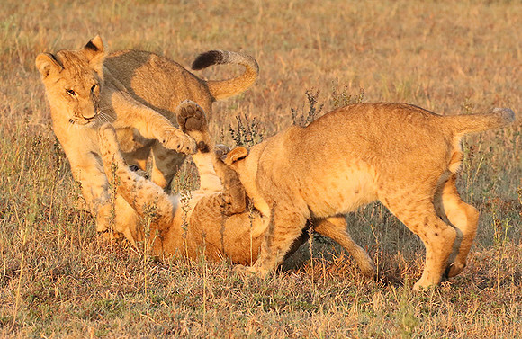 Duba Plains