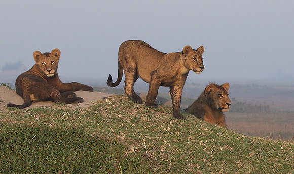 Duba Plains