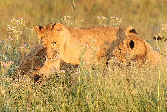 Duba Plains