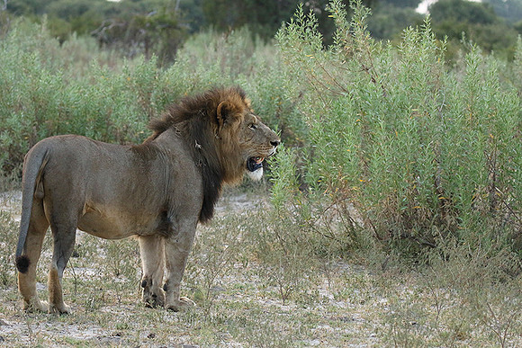Duba Plains