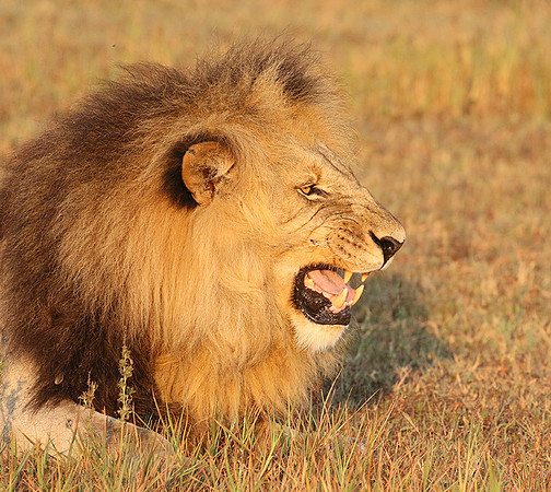 Duba Plains