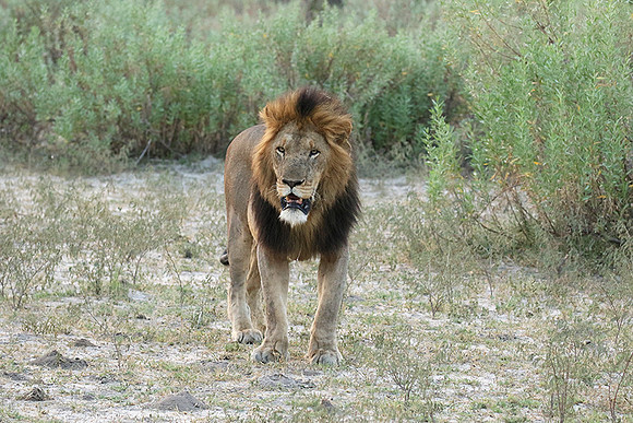 Duba Plains