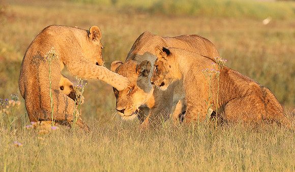 Duba Plains