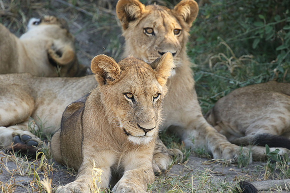 Duba Plains