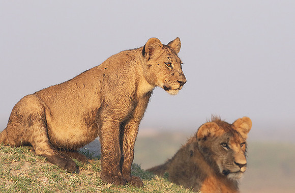 Duba Plains