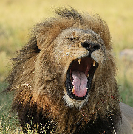 Duba Plains