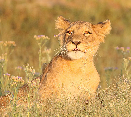 Duba Plains