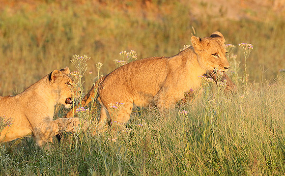 Duba Plains