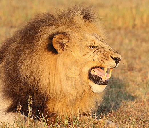 Duba Plains