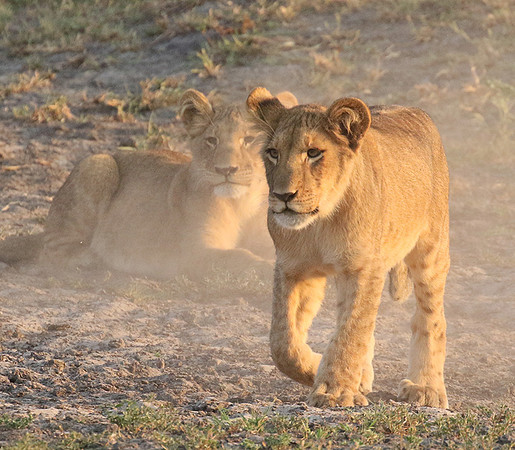 Duba Plains
