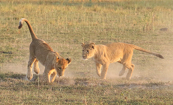 Duba Plains