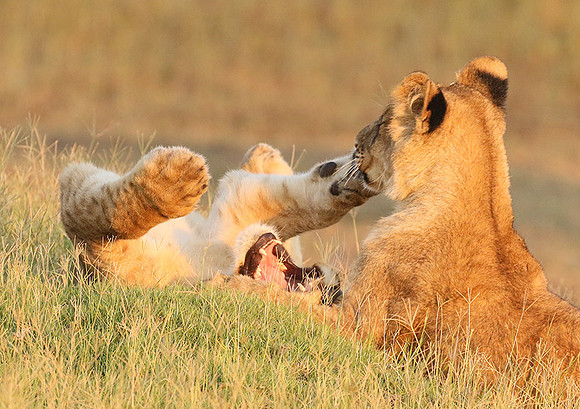 Duba Plains