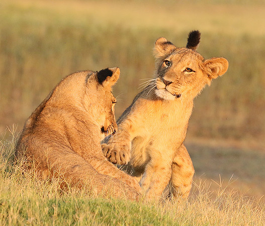 Duba Plains