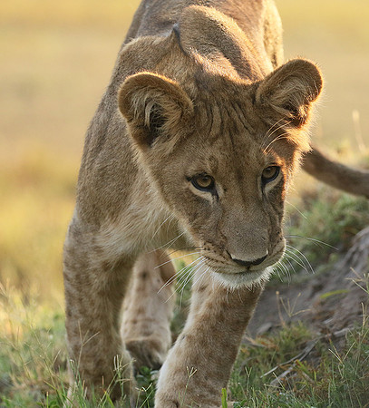 Duba Plains