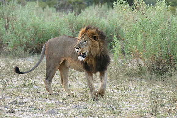 Duba Plains