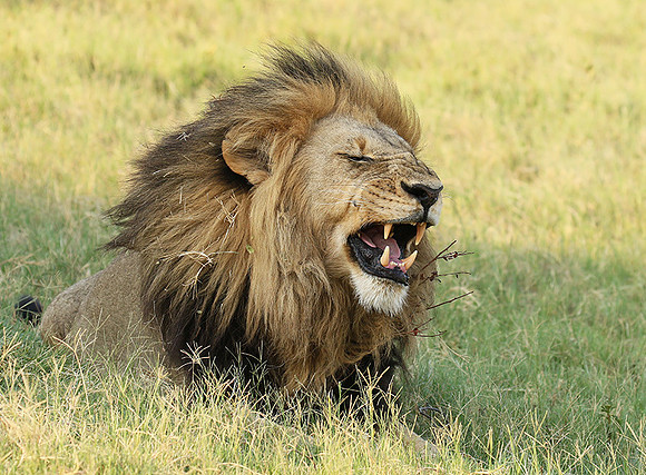 Duba Plains