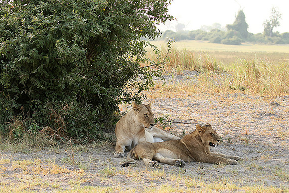 Duba Plains