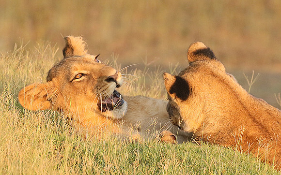 Duba Plains