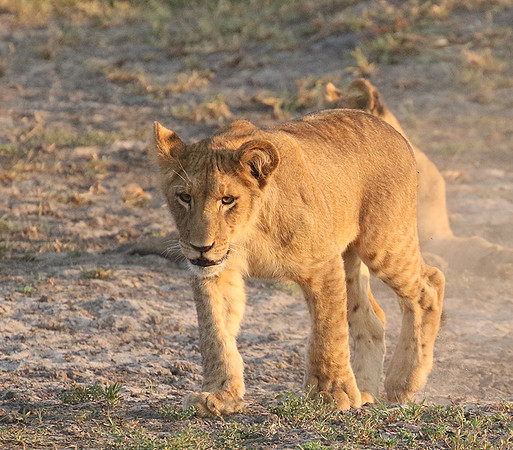 Duba Plains