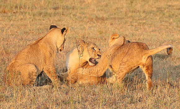Duba Plains