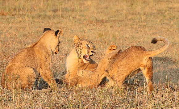 Duba Plains