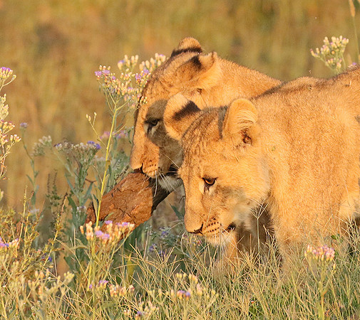 Duba Plains