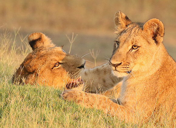 Duba Plains