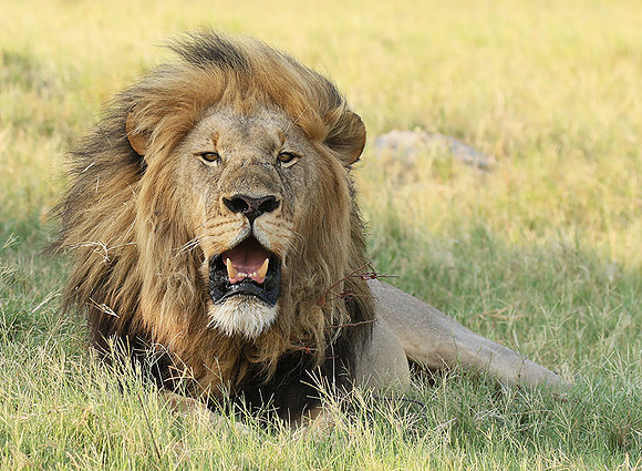 Duba Plains