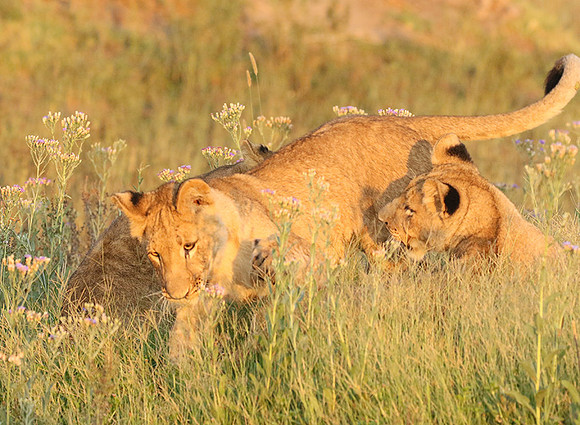 Duba Plains