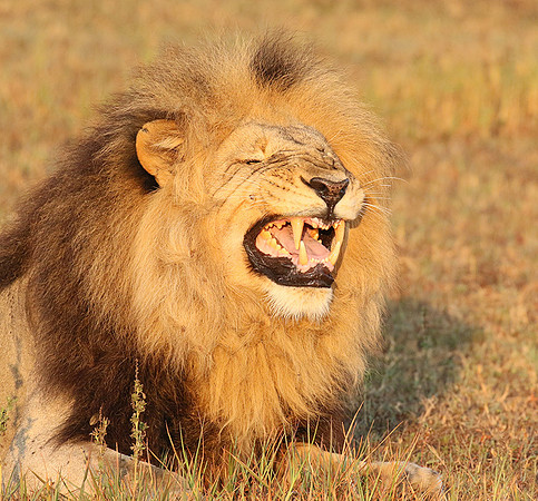 Duba Plains