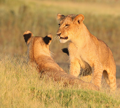Duba Plains