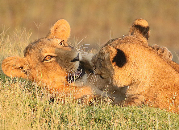 Duba Plains