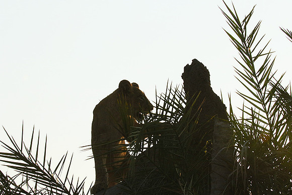Duba Plains
