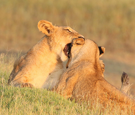 Duba Plains
