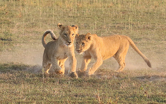 Duba Plains
