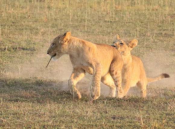 Duba Plains