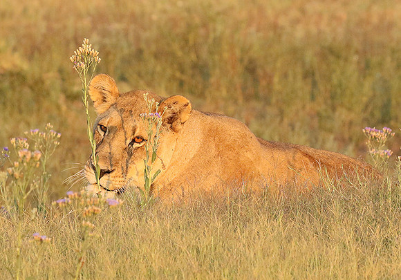 Duba Plains