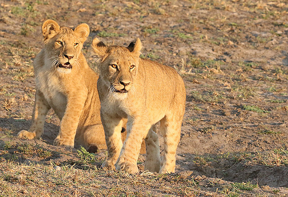 Duba Plains