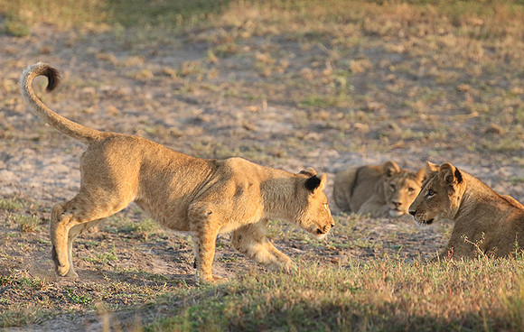 Duba Plains