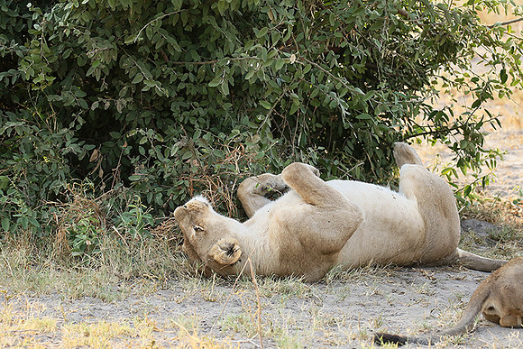 Duba Plains